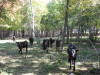 Some of the calves
