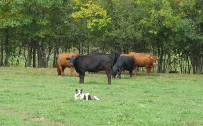 Allie and the Cows